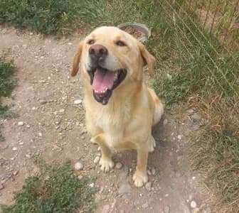 DRAKI2 – unser Sonnenschein auf vier Pfoten sucht ein liebevolles Zuhause!, male senior Mixed Breed for adoption at Animal Spirit - Zentrum für Tiere in Not - Dr Franz-Joseph Plank, Klamm