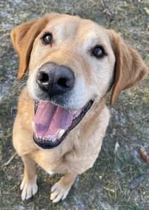 Der herzige Labrador Mix sucht ein liebevolles Zuhause MIT Garten, 7yo Mixed Breed for adoption at Animal Spirit - Zentrum für Tiere in Not - Dr Franz-Joseph Plank, Klamm