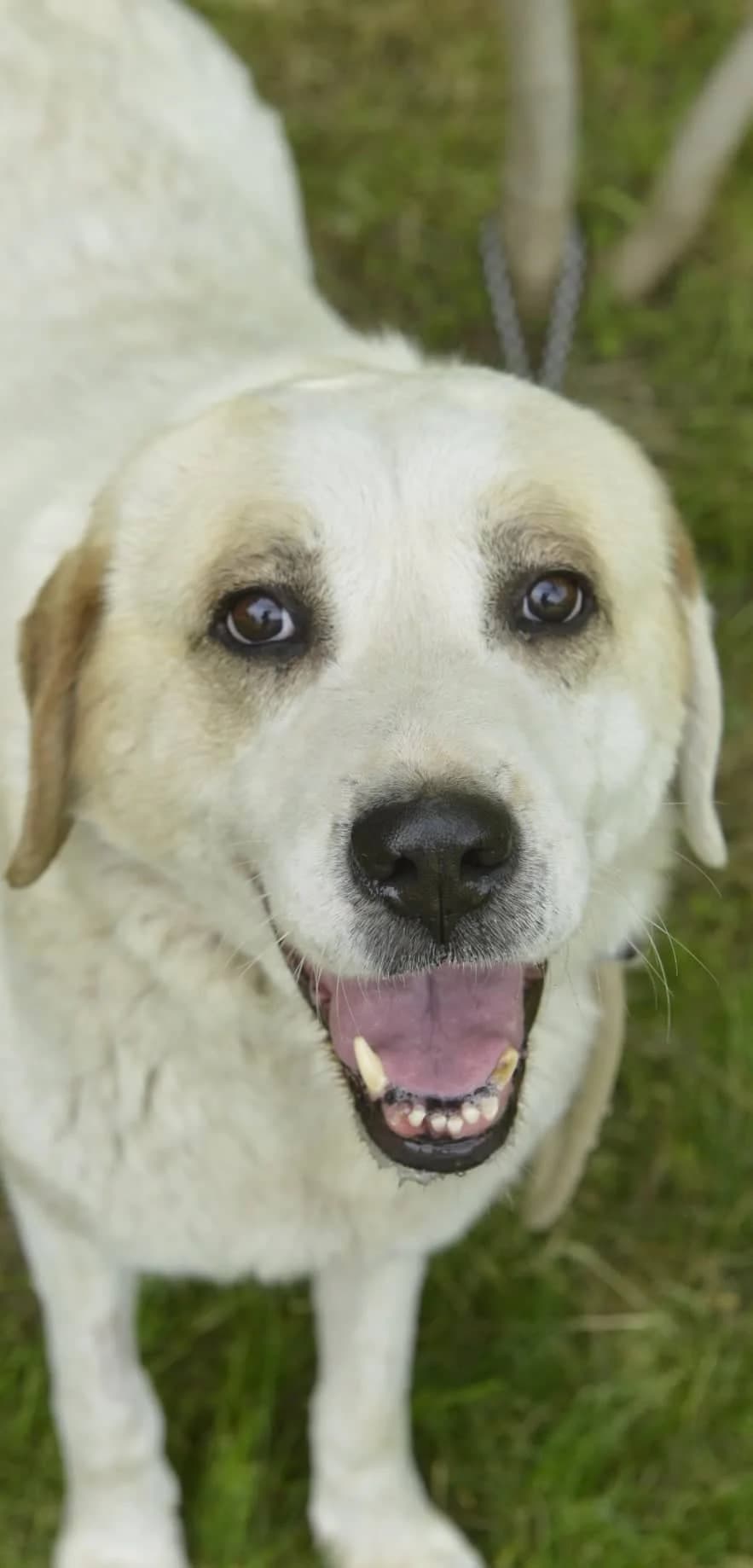Pinja sehnt sich nach ihrem Zuhause. Seit über 4 Jahren an der Kette, female 6yo Mixed Breed for adoption at Animal Spirit - Zentrum für Tiere in Not - Dr Franz-Joseph Plank, Klamm