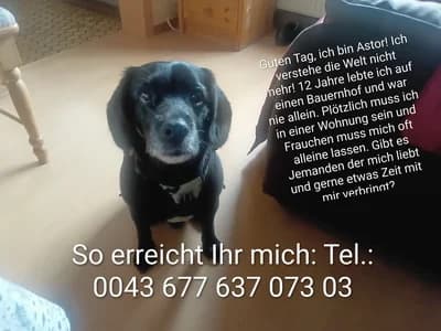Der liebe Astor sucht ein neues Zuhause!, male Mixed Breed for adoption at Animal Spirit - Zentrum für Tiere in Not - Dr Franz-Joseph Plank, Klamm