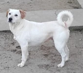 Der liebe Beban wünscht sich ein Zuhause!, 5yo Mixed Breed for adoption at Animal Spirit - Zentrum für Tiere in Not - Dr Franz-Joseph Plank, Klamm