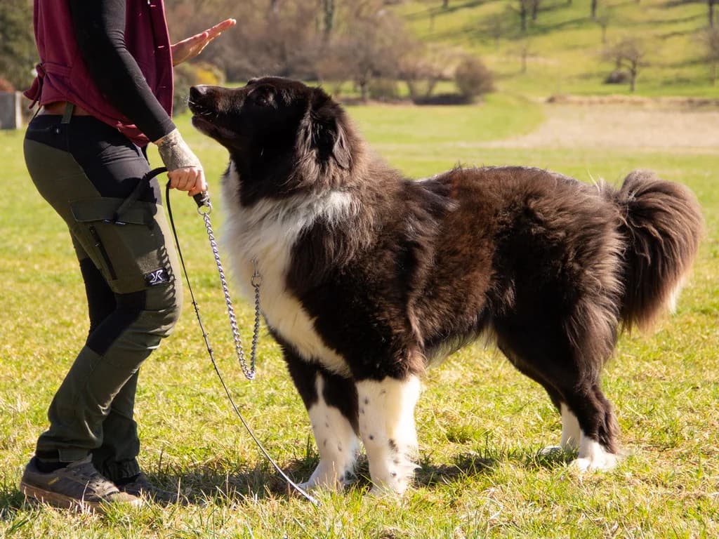 Cap sucht Menschen mit Erfahrung im Umgang mit Herdenschutzhunden!, male young Mixed Breed for adoption at Animal Spirit - Zentrum für Tiere in Not - Dr Franz-Joseph Plank, Klamm
