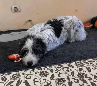 Der zuckersüße Wuschelbub sucht ein liebevolles Zuhause!, young Mixed Breed for adoption at Animal Spirit - Zentrum für Tiere in Not - Dr Franz-Joseph Plank, Klamm