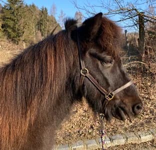 Isi Wallach mit Copd sucht Lebensplatz, 3yo Mixed Breed for adoption at Animal Spirit - Zentrum für Tiere in Not - Dr Franz-Joseph Plank, Klamm