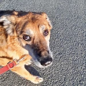 Sweety braucht dringend ein neues Zuhause!, female mixed breed for adoption at Animal Spirit - Zentrum für Tiere in Not - Dr Franz-Joseph Plank, Klamm