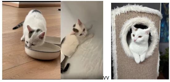 KATZE SNOW VERMISST, puppy Mixed Breed for adoption at Animal Spirit - Zentrum für Tiere in Not - Dr Franz-Joseph Plank, Klamm