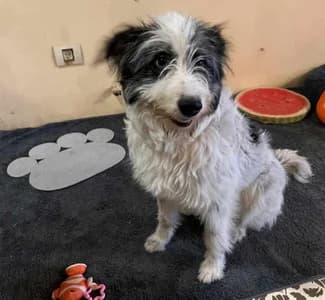 Der süße Wuschelbub sucht ein liebevolles Zuhause, male young Mixed Breed for adoption at Animal Spirit - Zentrum für Tiere in Not - Dr Franz-Joseph Plank, Klamm