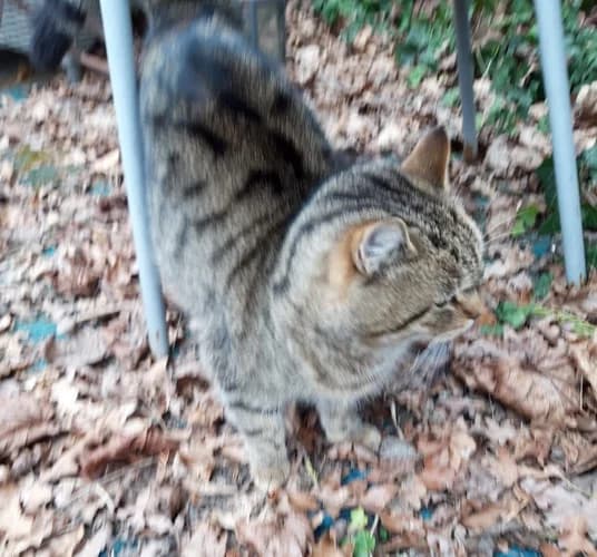 Kleine Streunerin sucht liebevolles Zuhause!, female senior Mixed Breed for adoption at Animal Spirit - Zentrum für Tiere in Not - Dr Franz-Joseph Plank, Klamm