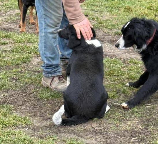 Der herzige Amando Rüde sucht ein liebevolles Zuhause, young Mixed Breed for adoption at Animal Spirit - Zentrum für Tiere in Not - Dr Franz-Joseph Plank, Klamm
