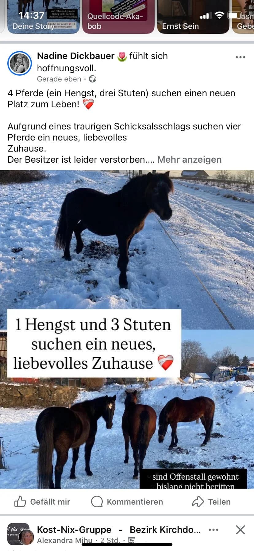 Besitzer verstorben – 4 Pferde suchen ein neues Zuhause, senior Mixed Breed for adoption at Animal Spirit - Zentrum für Tiere in Not - Dr Franz-Joseph Plank, Klamm