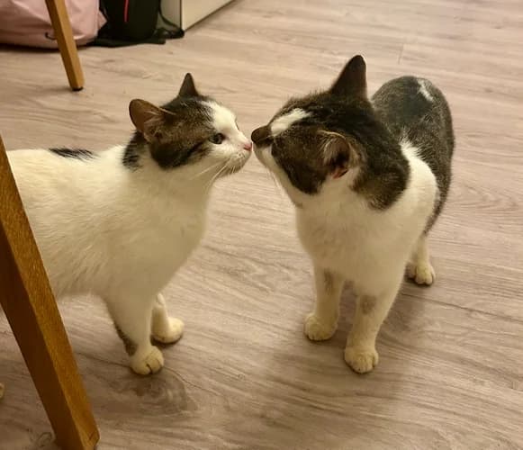 Bella und Simba suchen ein zu Hause!, 3yo Mixed Breed for adoption at Animal Spirit - Zentrum für Tiere in Not - Dr Franz-Joseph Plank, Klamm