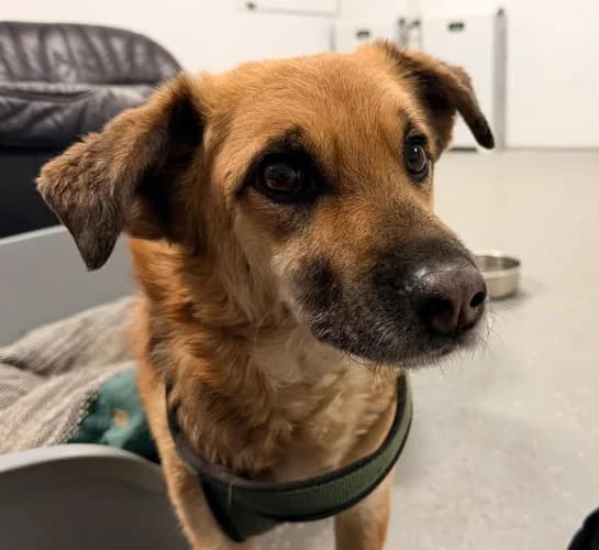 Luke sucht ein liebevolles Zuhause!, 4yo Mixed Breed for adoption at Animal Spirit - Zentrum für Tiere in Not - Dr Franz-Joseph Plank, Klamm