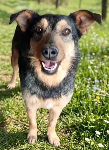 Auch die Süsse Maki sucht ein Zuhause!, female 3yo Mixed Breed for adoption at Animal Spirit - Zentrum für Tiere in Not - Dr Franz-Joseph Plank, Klamm