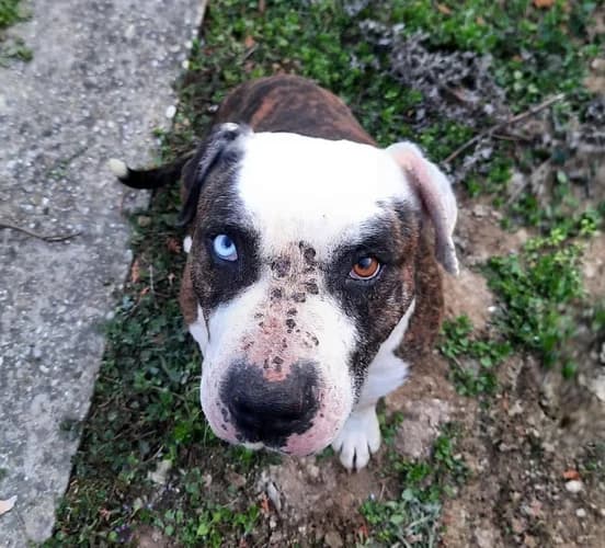 Der hübsche Karli sucht ein liebevolles Zuhause!, 3yo Mixed Breed for adoption at Animal Spirit - Zentrum für Tiere in Not - Dr Franz-Joseph Plank, Klamm