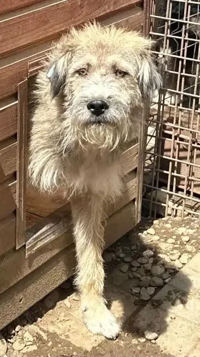 Struwwel sucht seinen Lebensplatz, male Mixed Breed for adoption at Animal Spirit - Zentrum für Tiere in Not - Dr Franz-Joseph Plank, Klamm