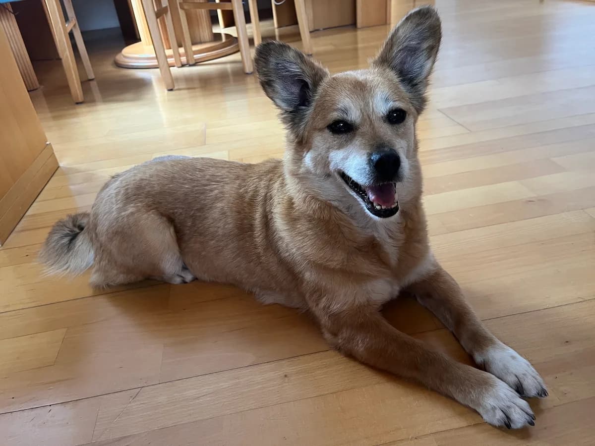 Sissy sucht ihr Zuhause, female Mixed Breed for adoption at Animal Spirit - Zentrum für Tiere in Not - Dr Franz-Joseph Plank, Klamm
