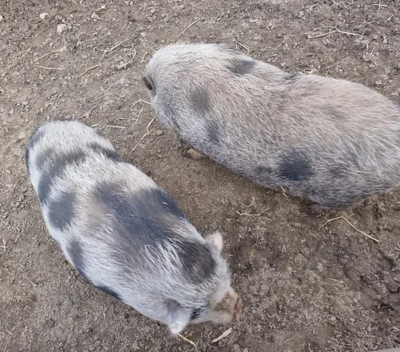 Wildfang & Babe suchen gemeinsam ein neues Zuhause, 4yo Mixed Breed for adoption at Animal Spirit - Zentrum für Tiere in Not - Dr Franz-Joseph Plank, Klamm