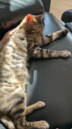 Shapiro sucht ein liebevolles Zuhause!, male puppy Bengal for adoption at Animal Spirit - Zentrum für Tiere in Not - Dr Franz-Joseph Plank, Klamm