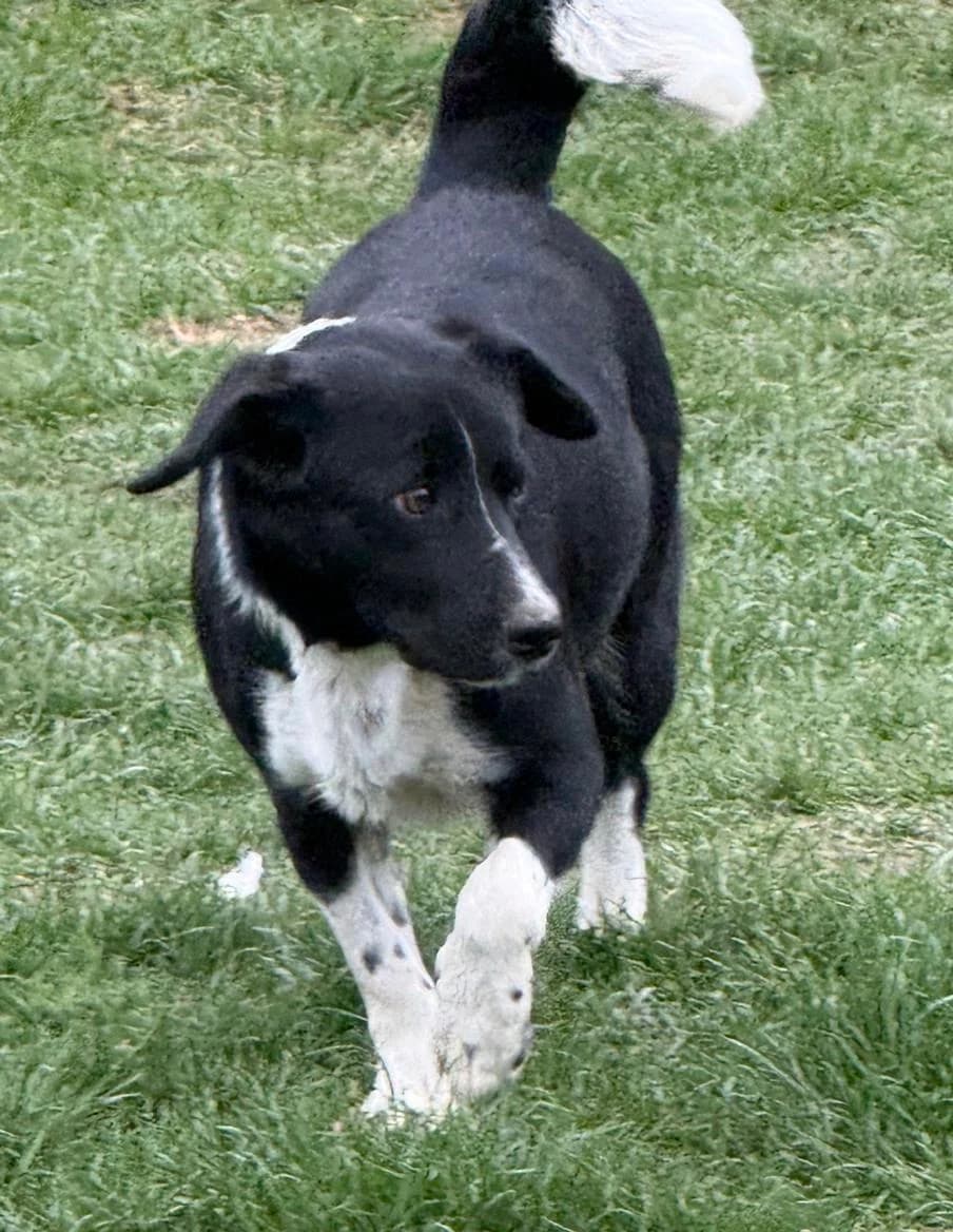 Der wunderbare Amando – Border Collie Mix Rüde, 3yo Mixed Breed for adoption at Animal Spirit - Zentrum für Tiere in Not - Dr Franz-Joseph Plank, Klamm