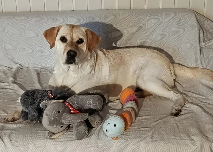 Betty sucht ein neues Zuhause, 4yo Mixed Breed for adoption at Animal Spirit - Zentrum für Tiere in Not - Dr Franz-Joseph Plank, Klamm