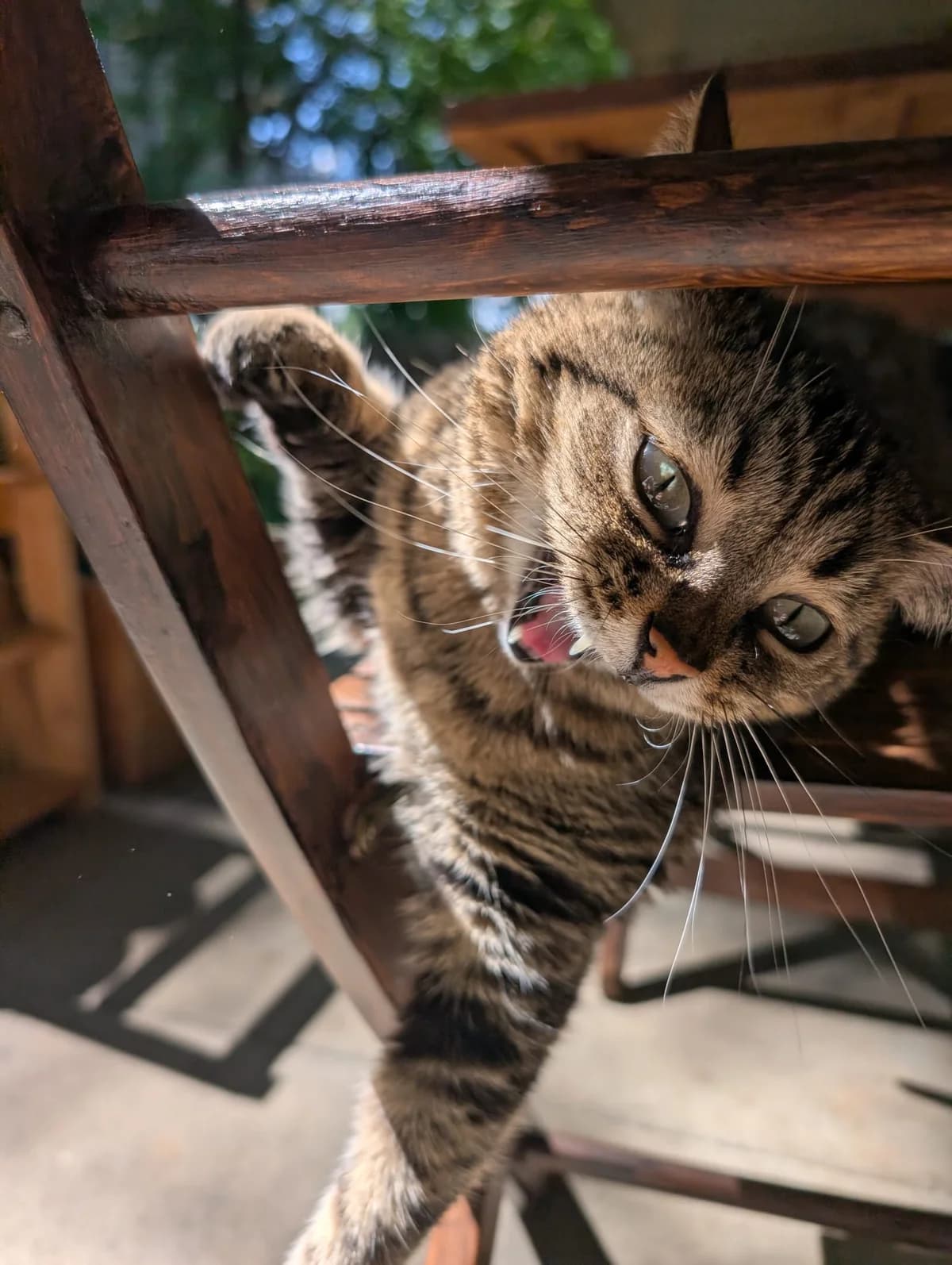 Handicap-Katze Leya braucht dringend Hilfe, female 5yo Mixed Breed for adoption at Animal Spirit - Zentrum für Tiere in Not - Dr Franz-Joseph Plank, Klamm