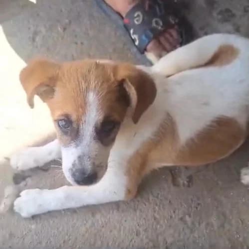 Der herzige Dennis Welpe sucht ein liebevolles Zuhause, male puppy Mixed Breed for adoption at Animal Spirit - Zentrum für Tiere in Not - Dr Franz-Joseph Plank, Klamm