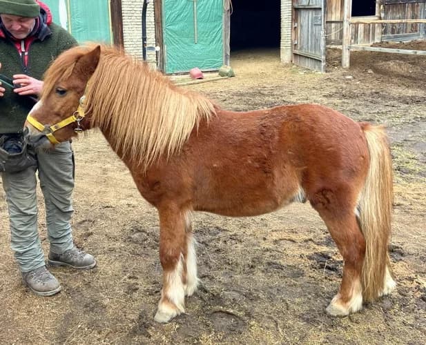 Der liebe Ben sucht ein neues Zuhause, senior Mixed Breed for adoption at Animal Spirit - Zentrum für Tiere in Not - Dr Franz-Joseph Plank, Klamm
