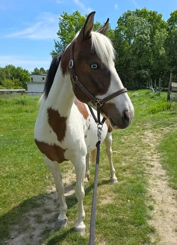 Nevada sucht dringend ein neues Zuhause, senior Mixed Breed for adoption at Animal Spirit - Zentrum für Tiere in Not - Dr Franz-Joseph Plank, Klamm