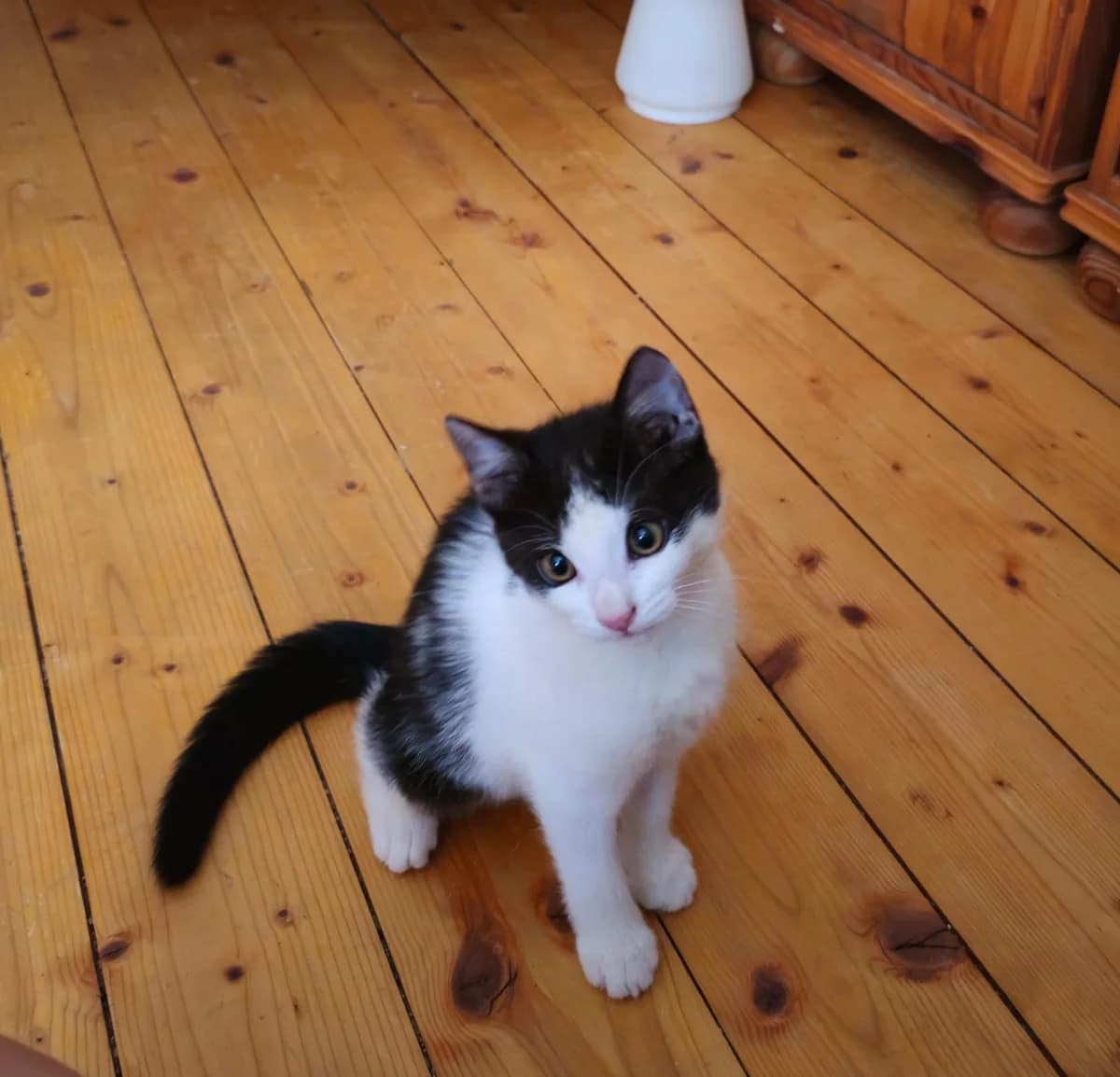 gefundene Babykatze sucht ein Zuhause, female puppy Mixed Breed for adoption at Animal Spirit - Zentrum für Tiere in Not - Dr Franz-Joseph Plank, Klamm