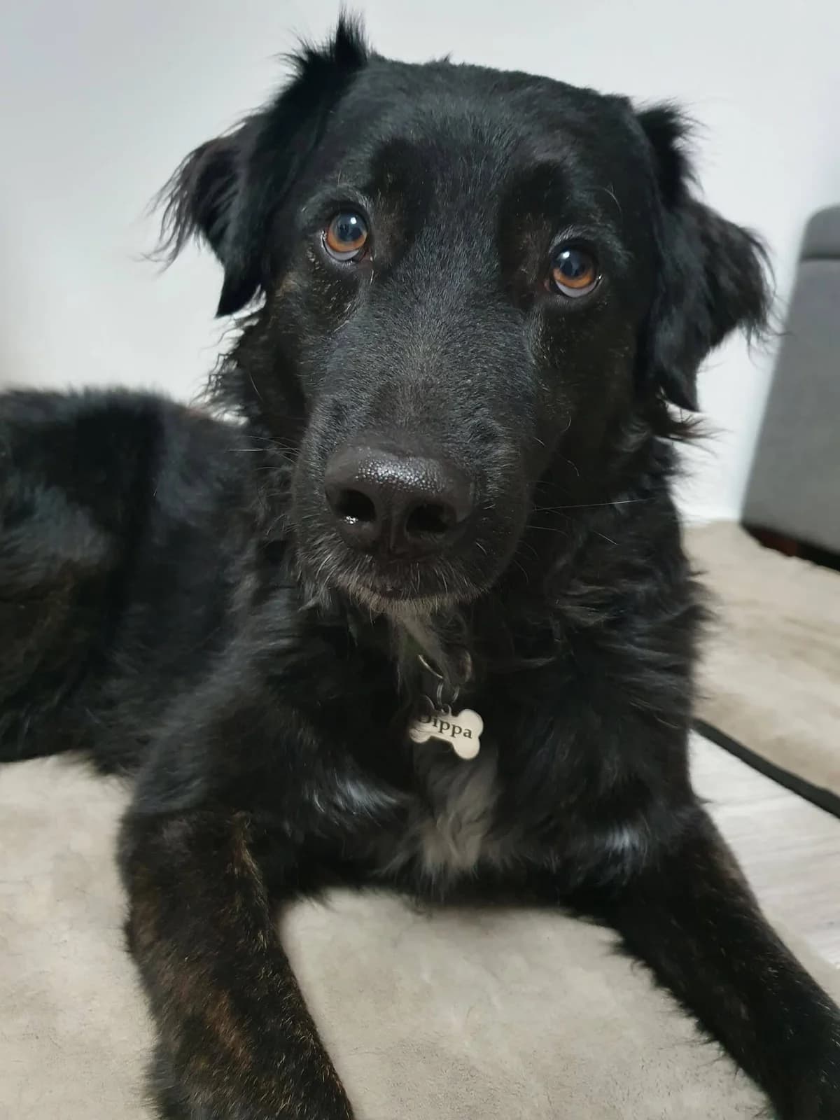 Dippa, sechsjähriger Rüde, sucht neuen Wirkungskreis, male 7yo Mixed Breed for adoption at Animal Spirit - Zentrum für Tiere in Not - Dr Franz-Joseph Plank, Klamm
