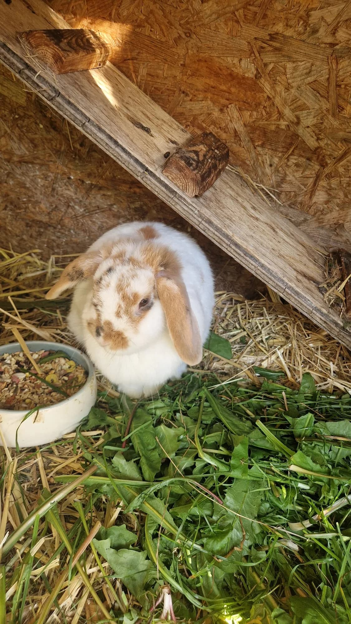 Weibliches Zwergkaninchen sucht ein neues Zuhause, 4yo Mixed Breed for adoption at Animal Spirit - Zentrum für Tiere in Not - Dr Franz-Joseph Plank, Klamm