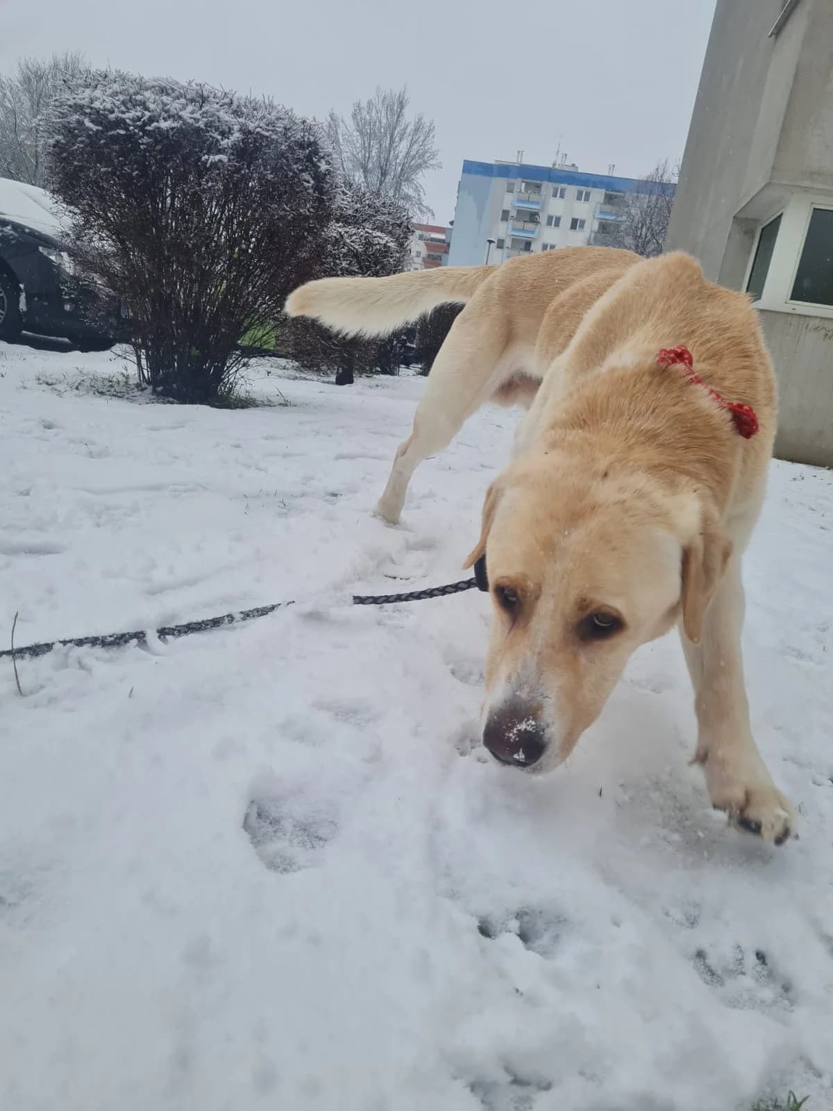 Labrador Maxi sucht ein neues Zuhause, 6yo Labrador Retriever for adoption at Animal Spirit - Zentrum für Tiere in Not - Dr Franz-Joseph Plank, Klamm