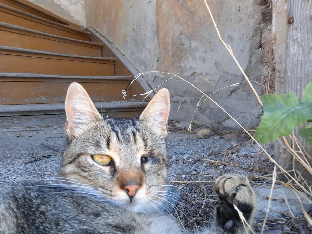 Streunerkatze aus Kroatien sucht ein Zuhause, male Mixed Breed for adoption at Animal Spirit - Zentrum für Tiere in Not - Dr Franz-Joseph Plank, Klamm