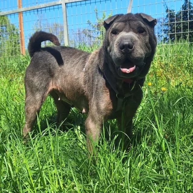 Fee, female young Shar Pei for adoption at Tierheim Arche Noah, Graz