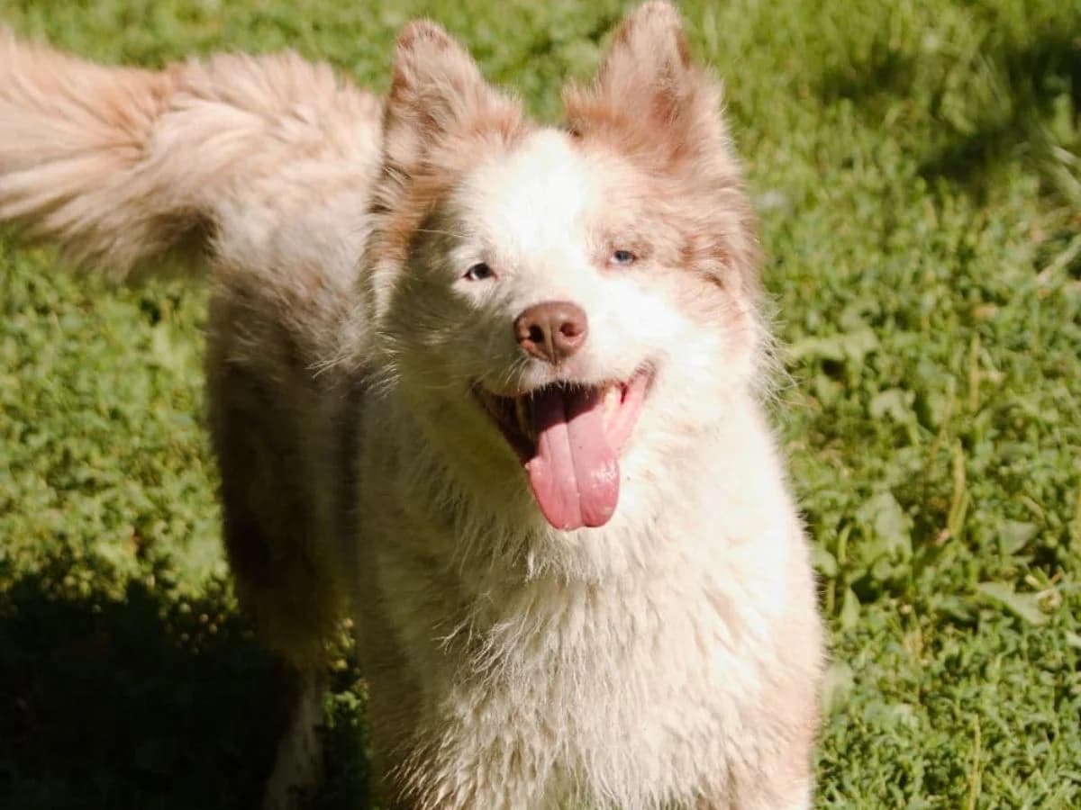Sky, male 6yo Border Collie for adoption at Tierheim Arche Noah, Graz