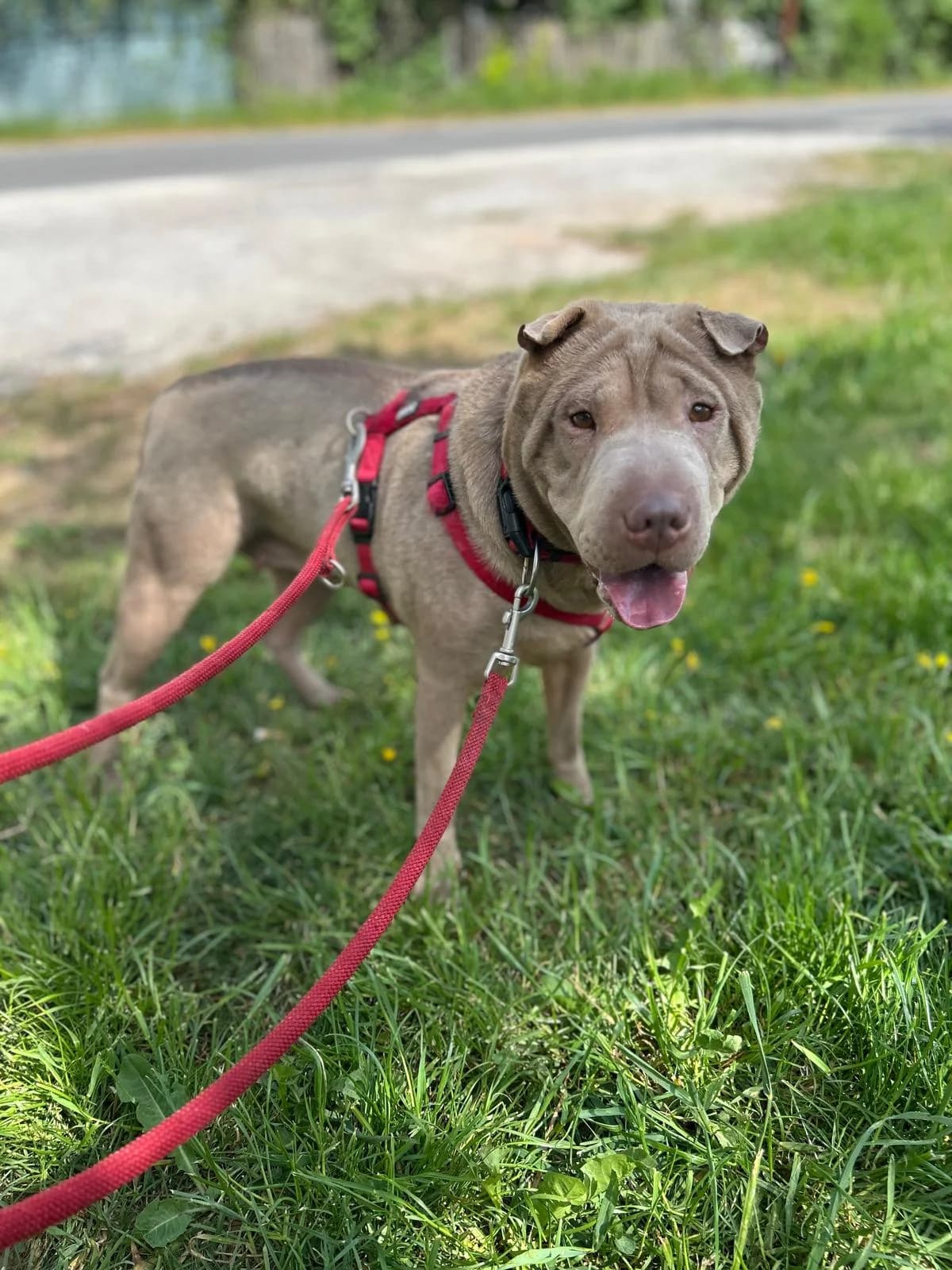 Ria, female young Shar Pei for adoption at Tierheim Arche Noah, Graz