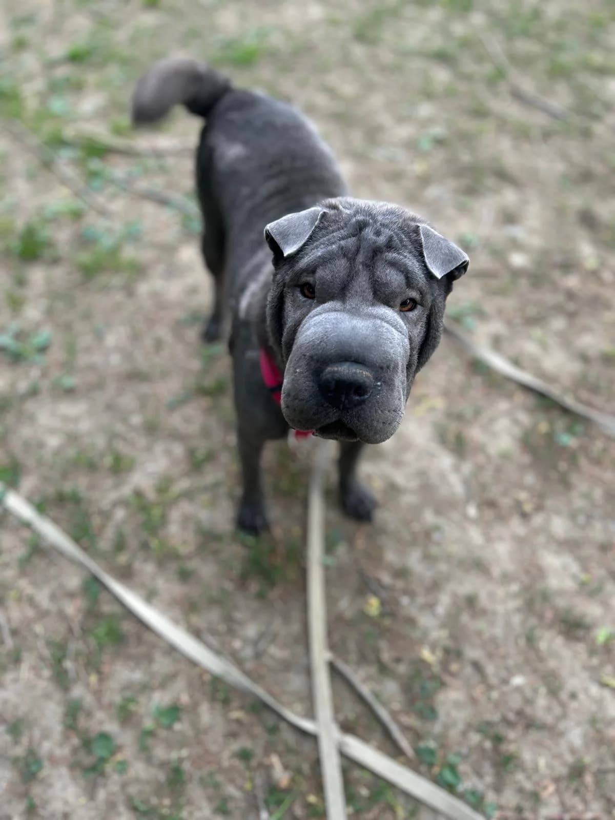 Blue Lady, female young Shar Pei for adoption at Tierheim Arche Noah, Graz