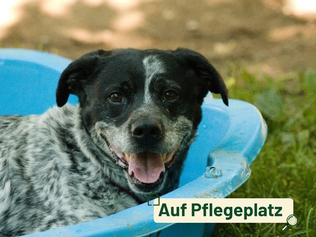 Bambi, male senior Mixed Breed for adoption at Tierheim Arche Noah, Graz