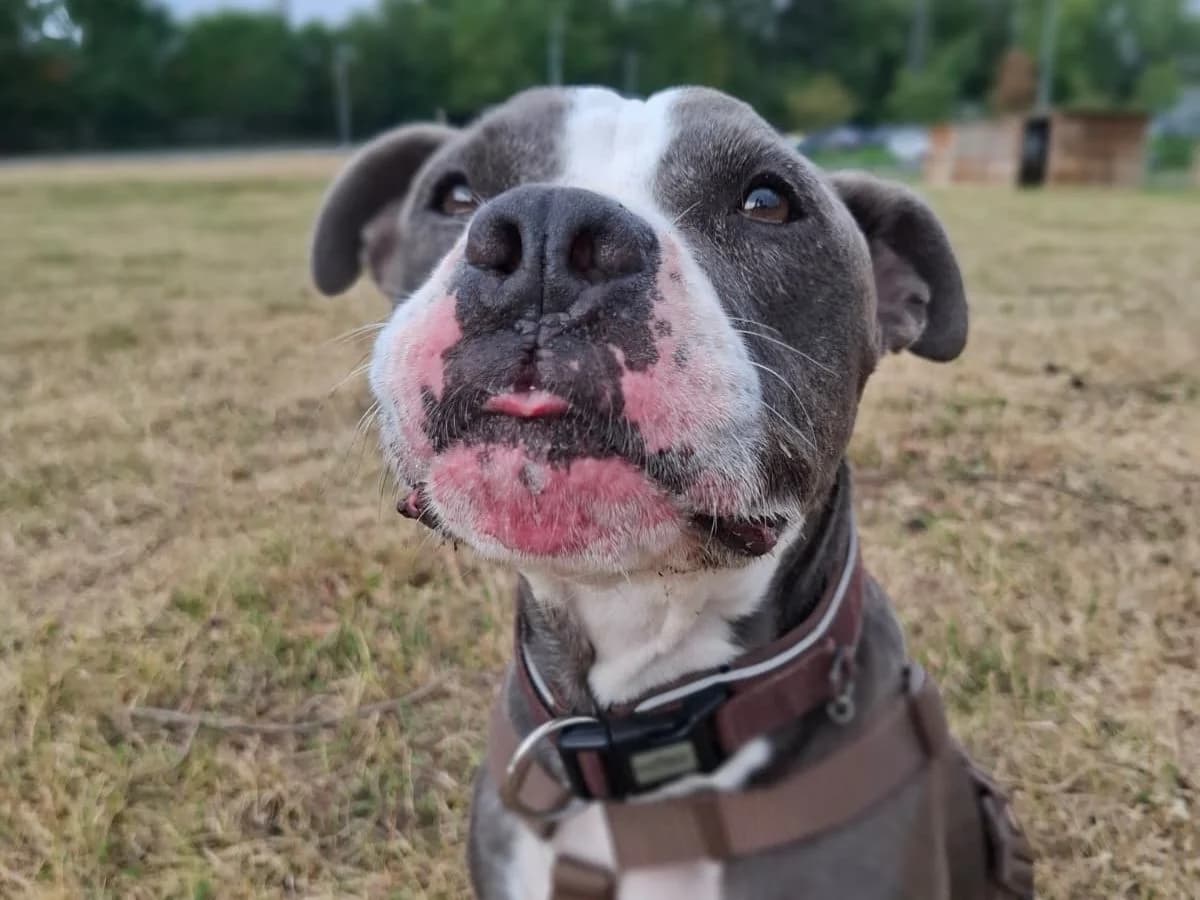 Sky, male 7yo American Staffordshire Terrier for adoption at Tierheim Arche Noah, Graz