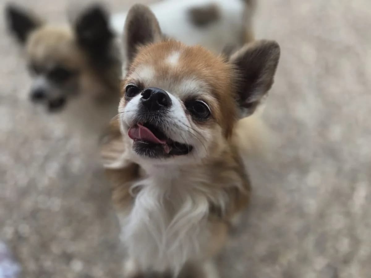 Balu, male 7yo Chihuahua for adoption at Tierheim Arche Noah, Graz