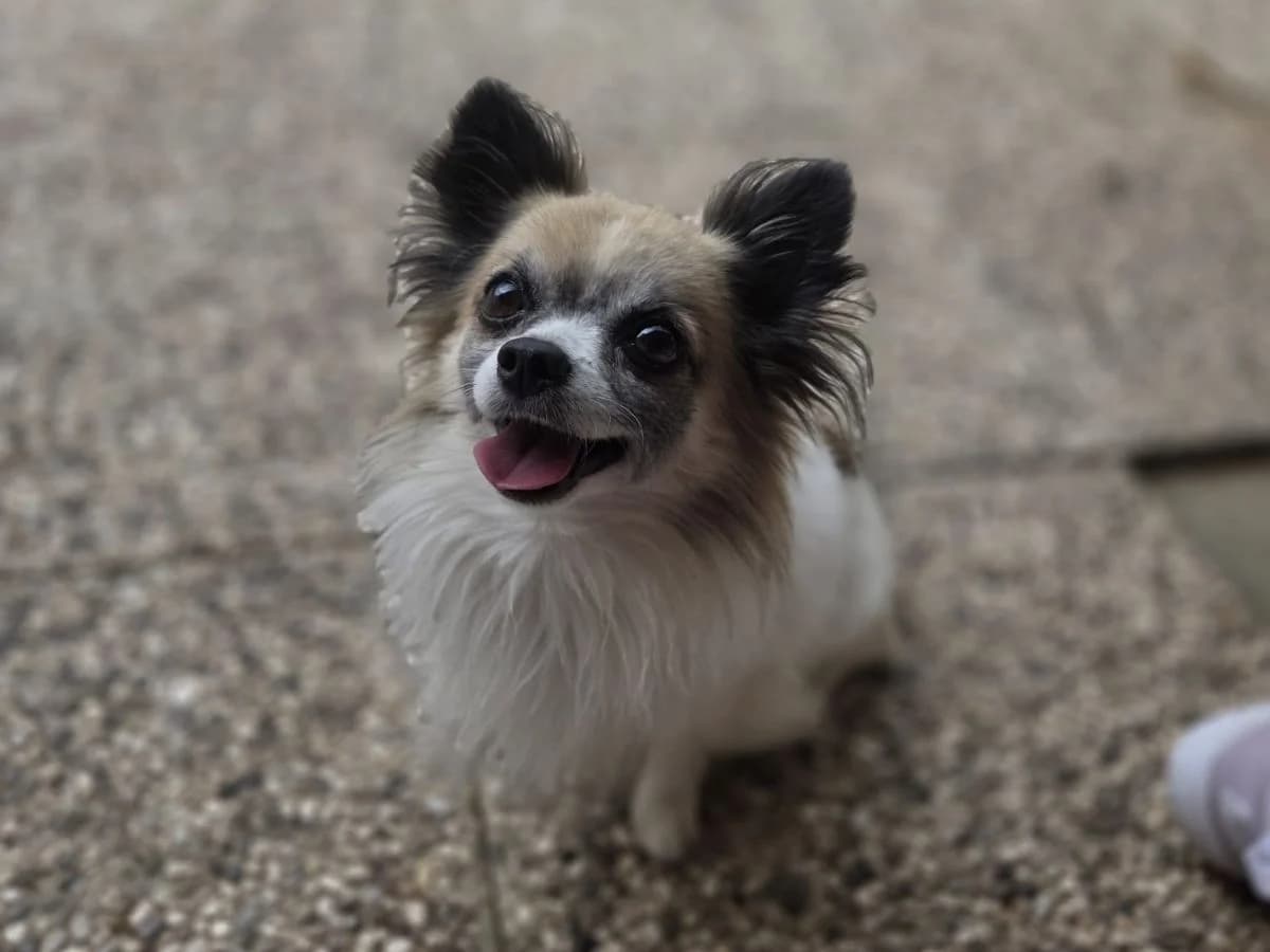 Lucky, male senior Chihuahua for adoption at Tierheim Arche Noah, Graz