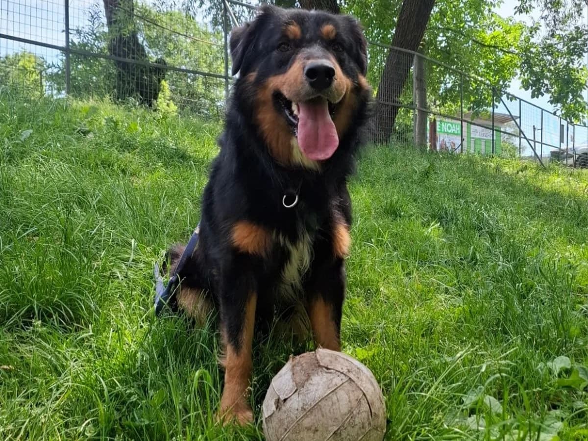 Alrik, male 3yo mixed breed for adoption at Tierheim Arche Noah, Graz
