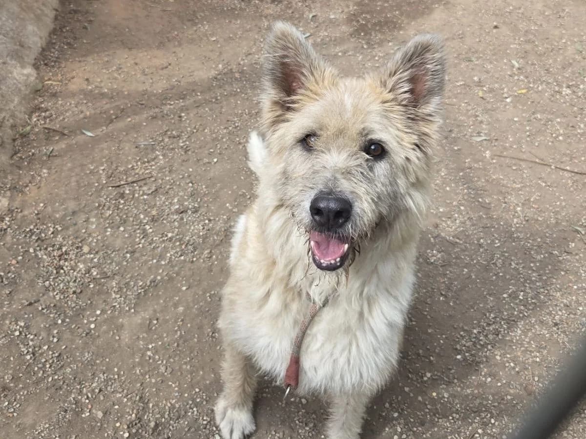 Benny, male 6yo Mixed Breed for adoption at Tierheim Arche Noah, Graz