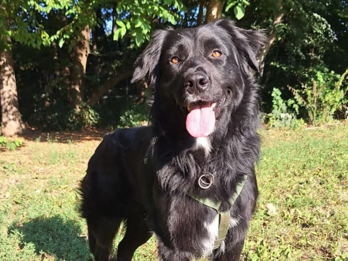 Timmy, male 4yo mixed breed for adoption at Tierheim Arche Noah, Graz