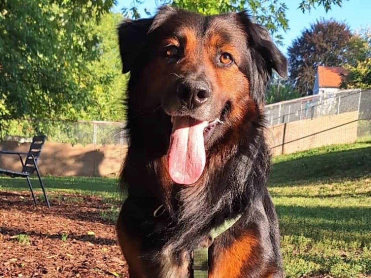 Bruno, male 4yo mixed breed for adoption at Tierheim Arche Noah, Graz