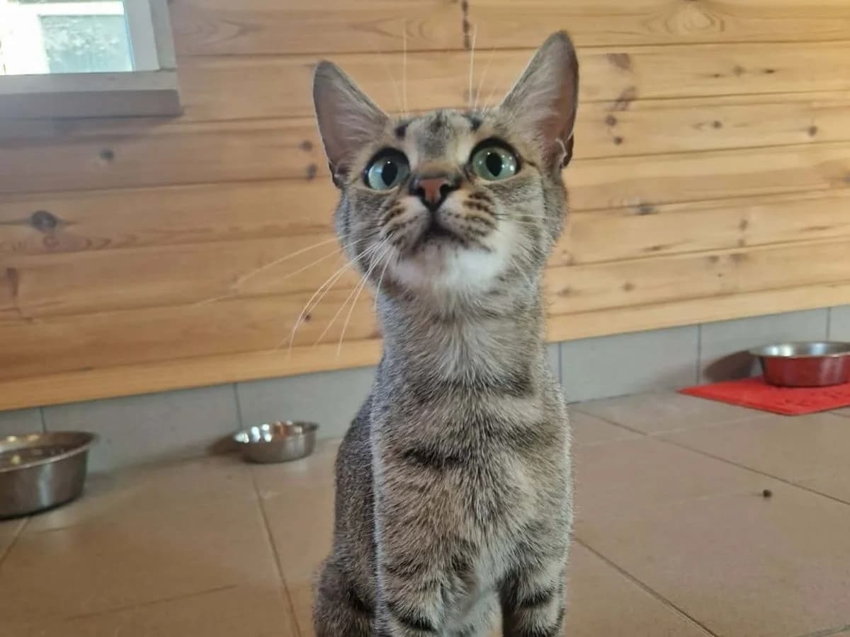 Kacat, female young European Shorthair for adoption at Tierheim Arche Noah, Graz