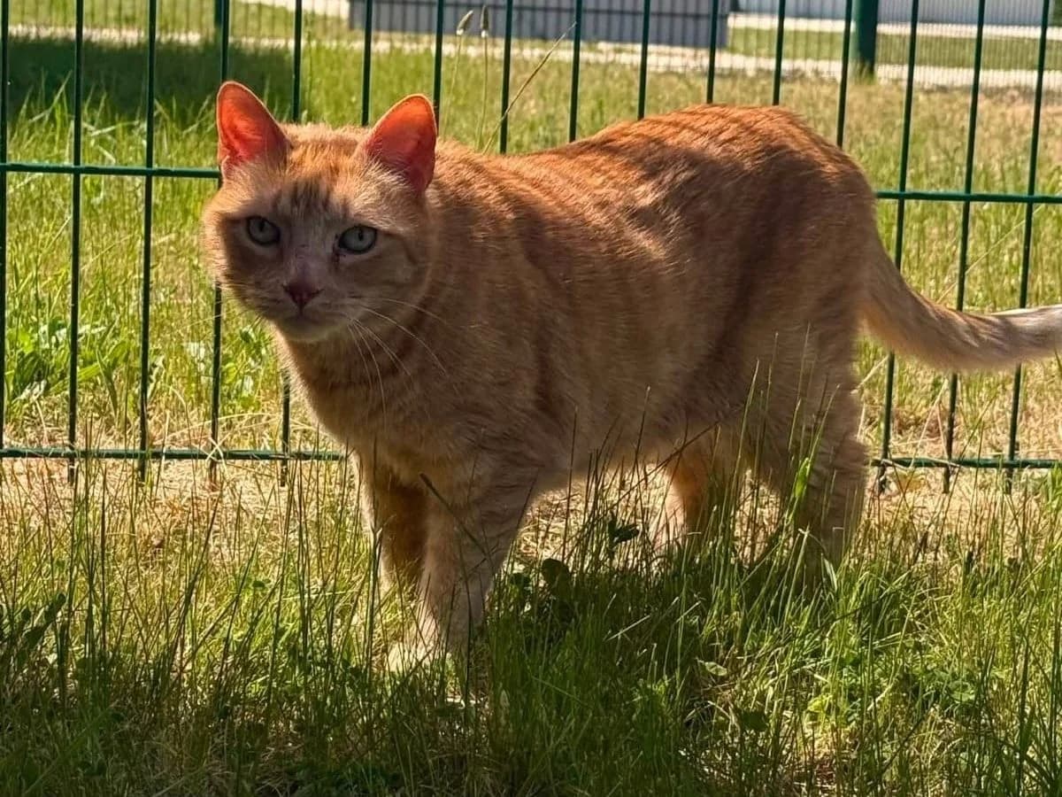 Garfield, male senior European Shorthair for adoption at Tierheim Arche Noah, Graz
