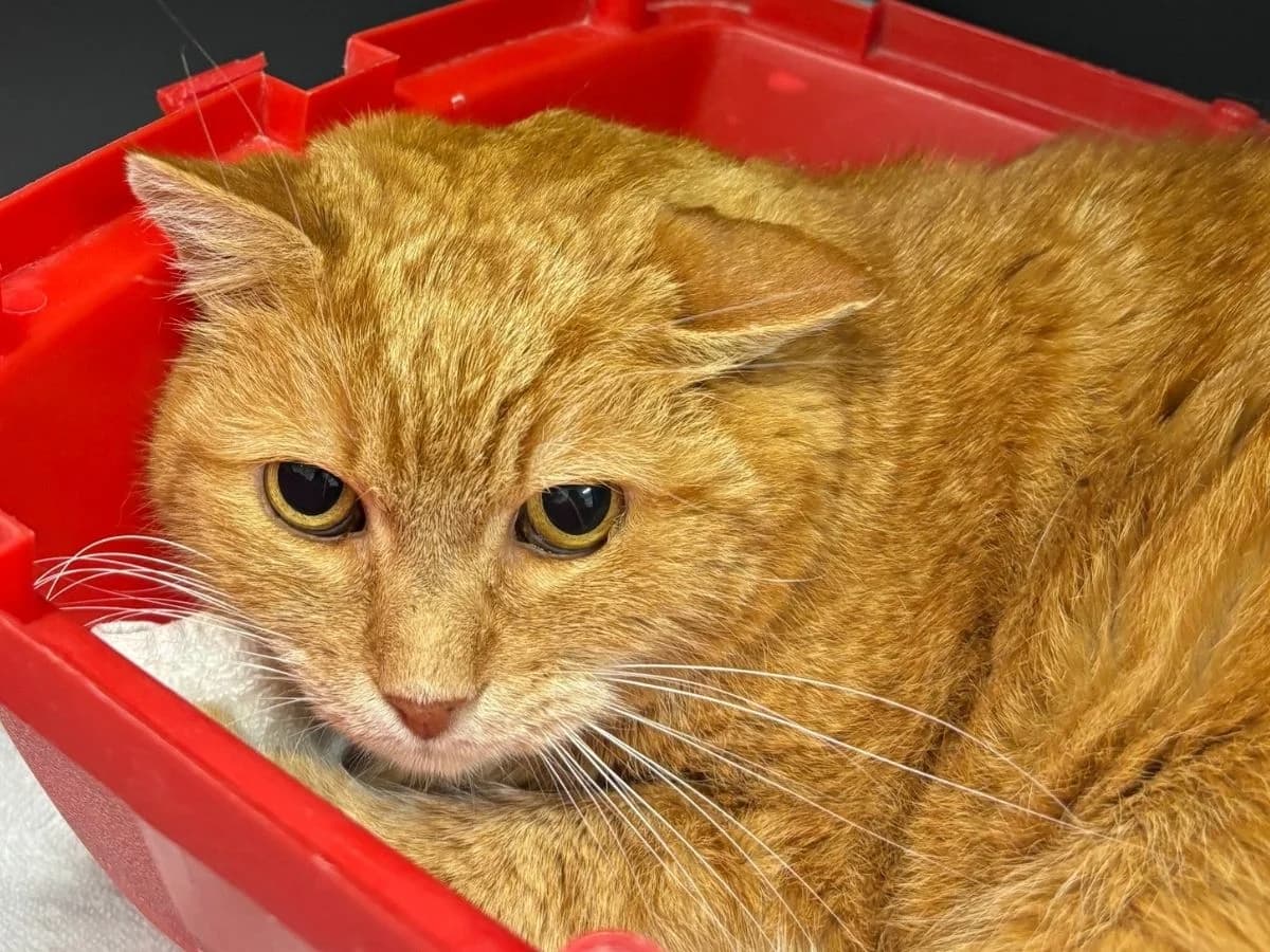 Bärli, male senior European Shorthair for adoption at Tierheim Arche Noah, Graz