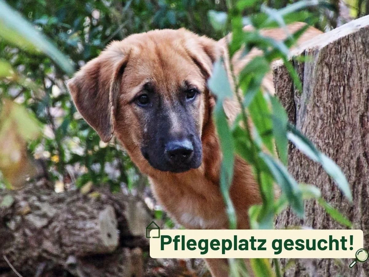 Welpen, puppy Mixed Breed for adoption at Tierheim Arche Noah, Graz