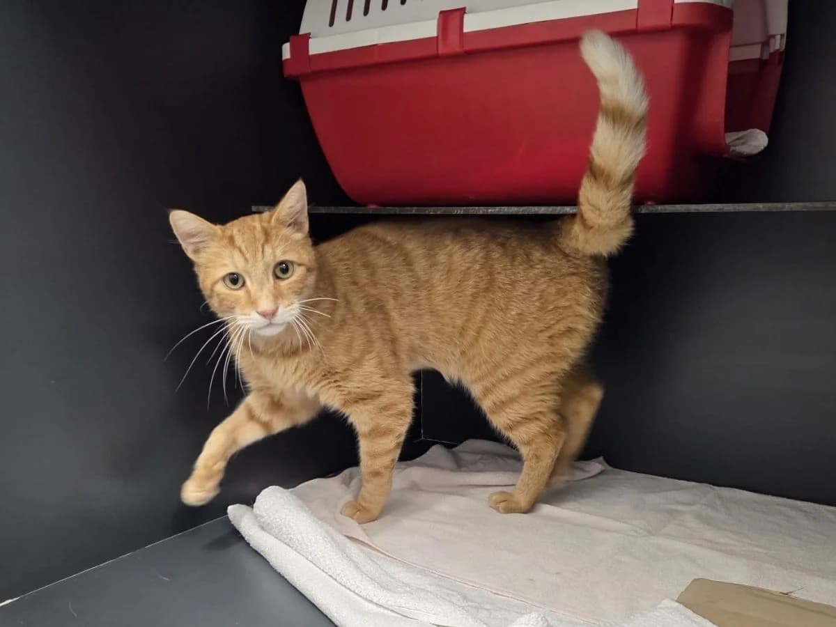 Gigi, male 3yo European Shorthair for adoption at Tierheim Arche Noah, Graz